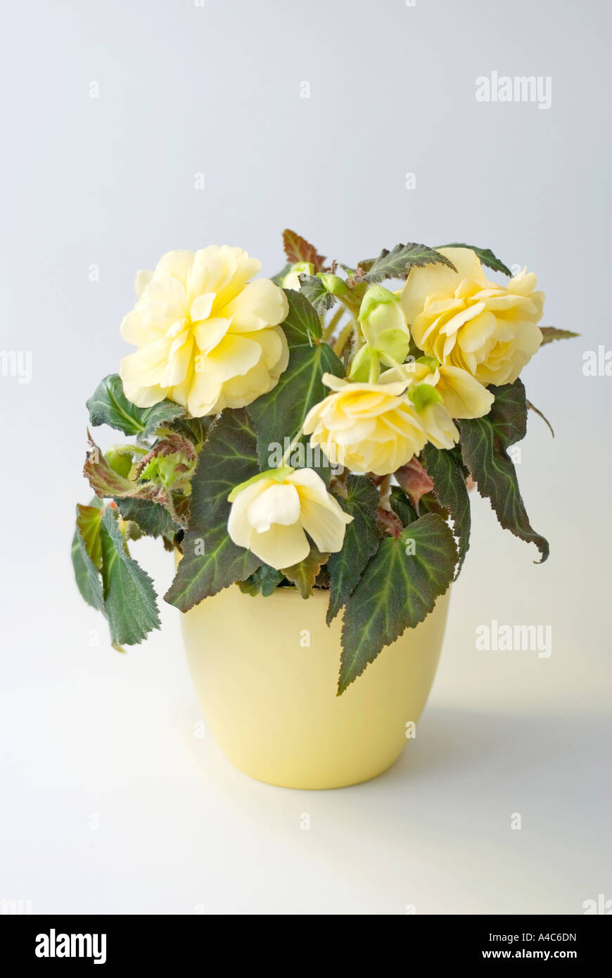 Begonia (Begonia spec), flowering potted plant, studio picture Stock Photo