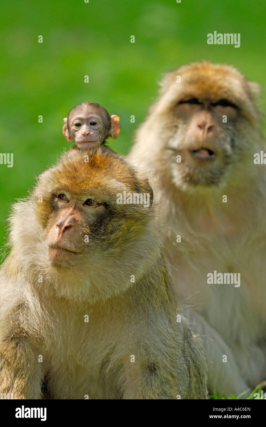 Barbary Macaque (Macaca sylvanus) with young on its back Stock Photo