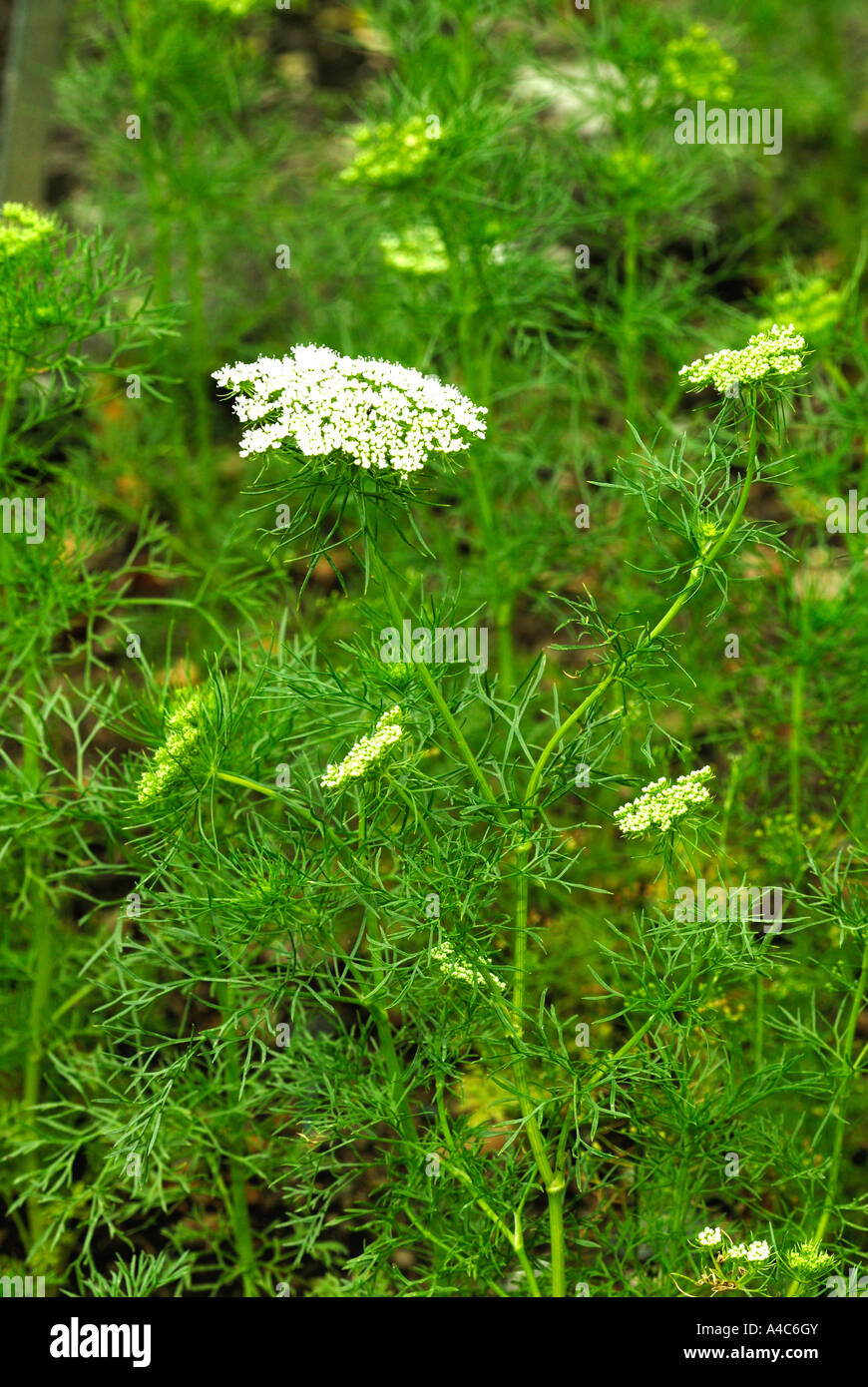 Bullwort, False Bishops Weed (Ammi majus), flowering Stock Photo