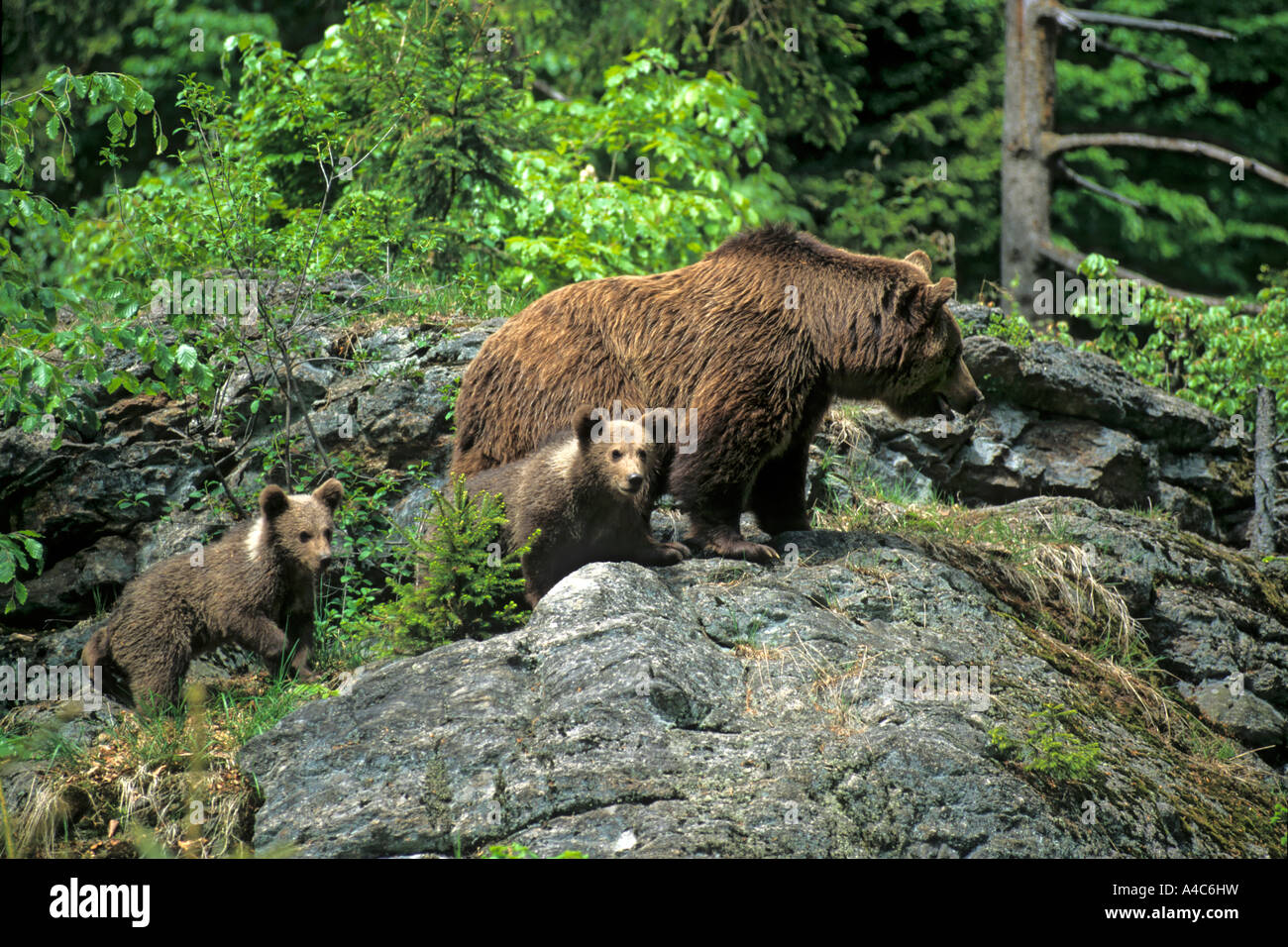 European Brown Bear (Ursus arctos), mother with cubs Stock Photo - Alamy