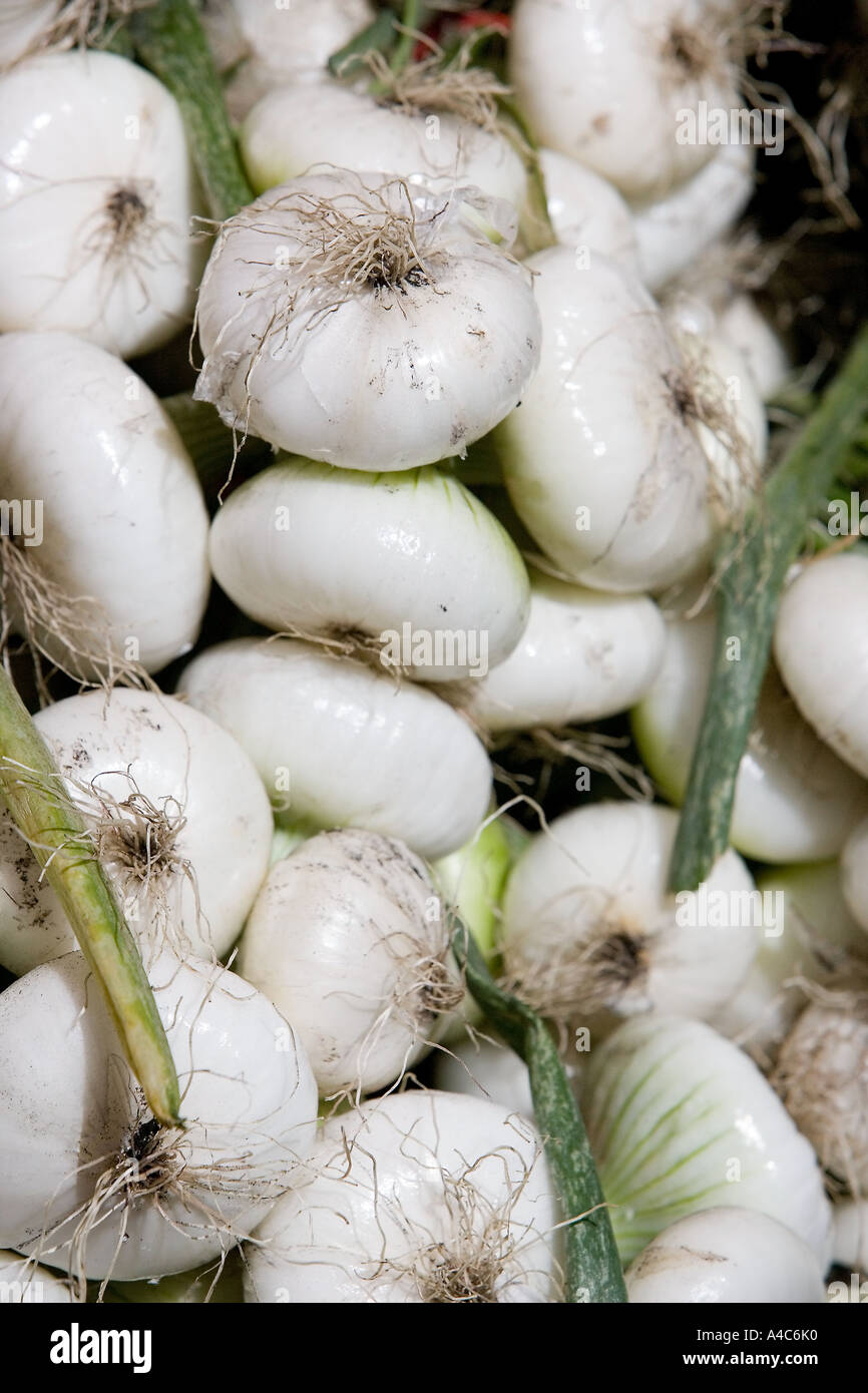 Cippolini Onions Stock Photo