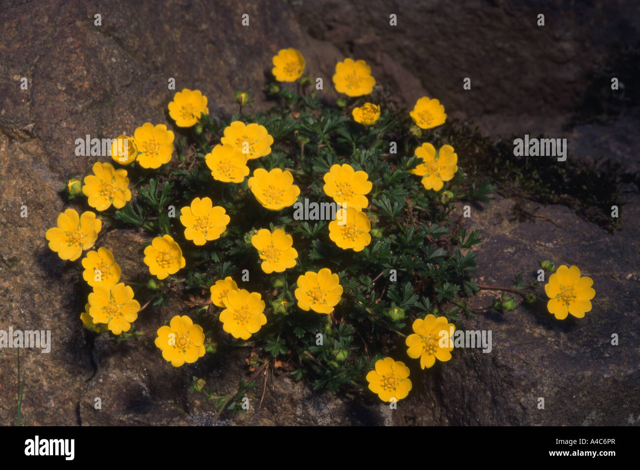 Creeping Cinquefoil (Potentilla reptans), flowering plant. Stock Photo