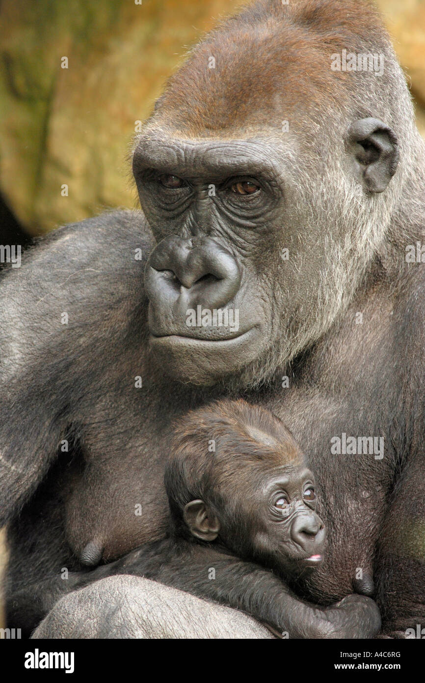 Western Lowland Gorilla (Gorilla gorilla gorilla), female with young Congo August Stock Photo