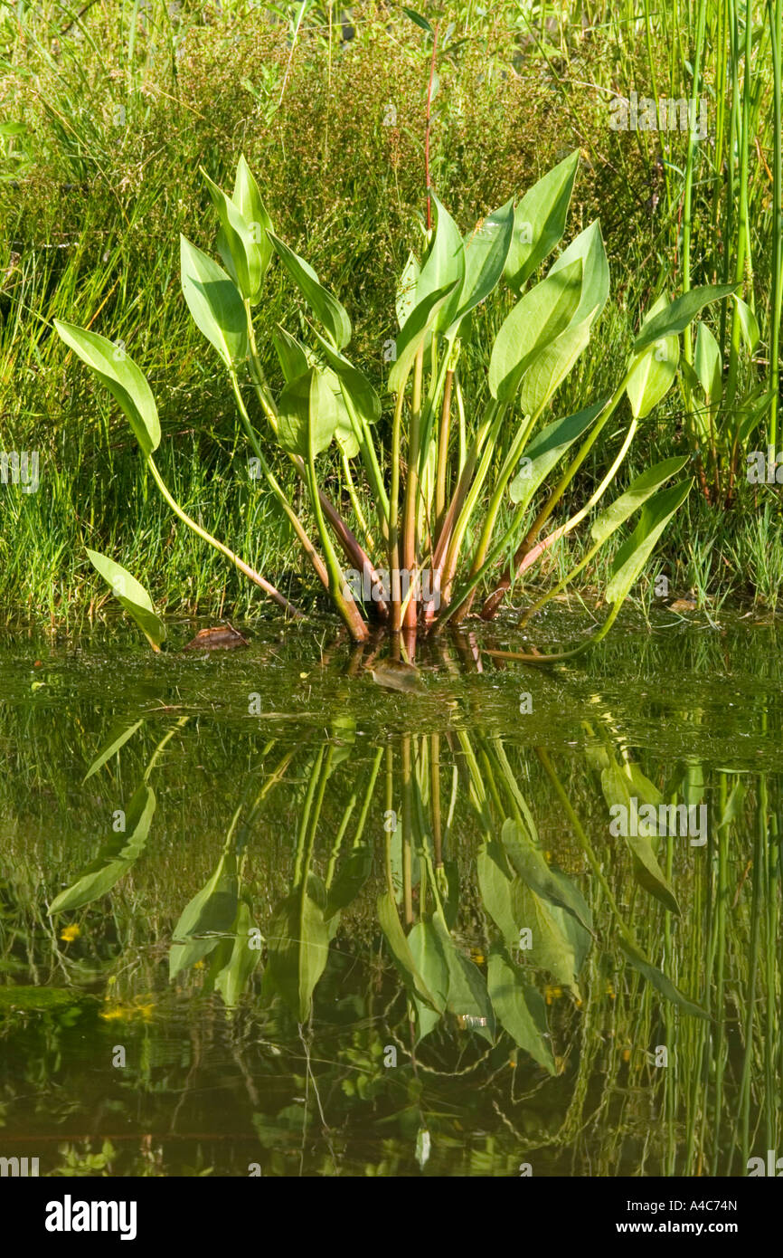 Water Plantain (Alisma plantago) in shallow water. Austria June Stock