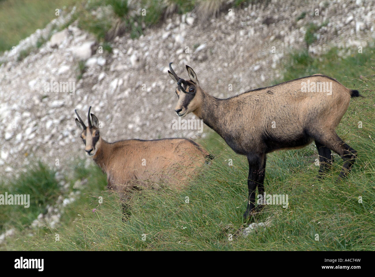 Chamois (Rupicapra rupicapra), two individuals standing on a slope, one with crooked horn Stock Photo