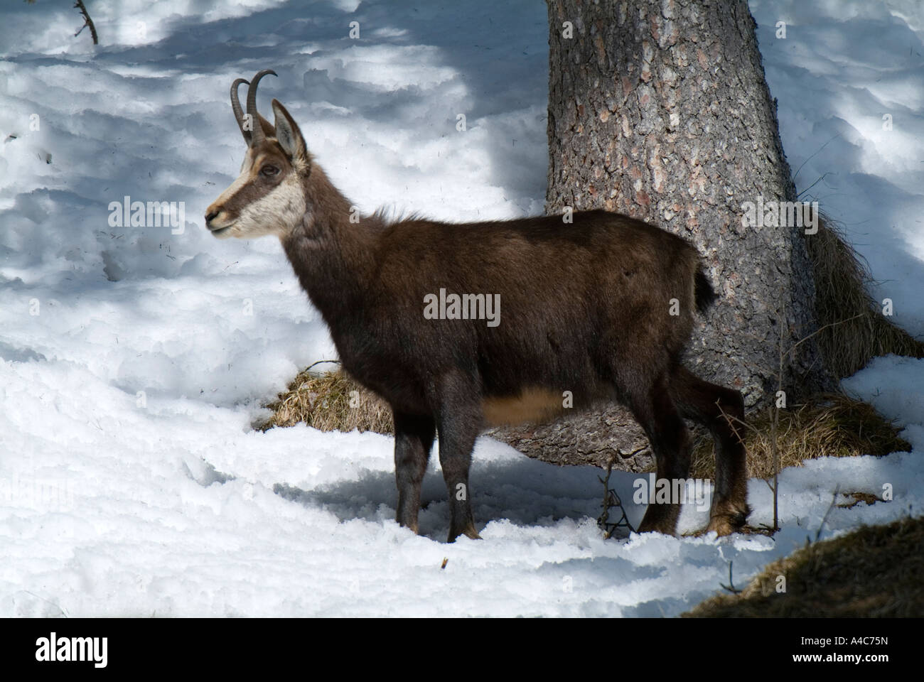 Chamois (Rupicapra rupicapra) in snow remains Stock Photo