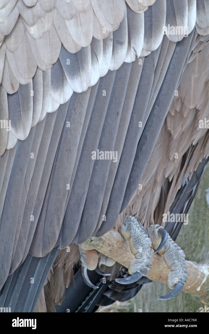 Griffon Vulture (Gyps fulvus), close up of wing feathers and feet Stock ...