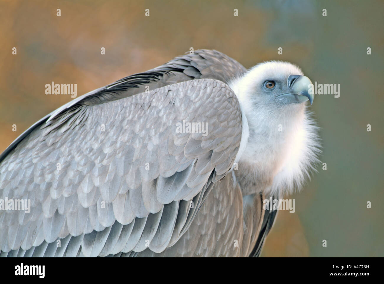 Griffon Vulture (Gyps Fulvus), Portrait Stock Photo - Alamy