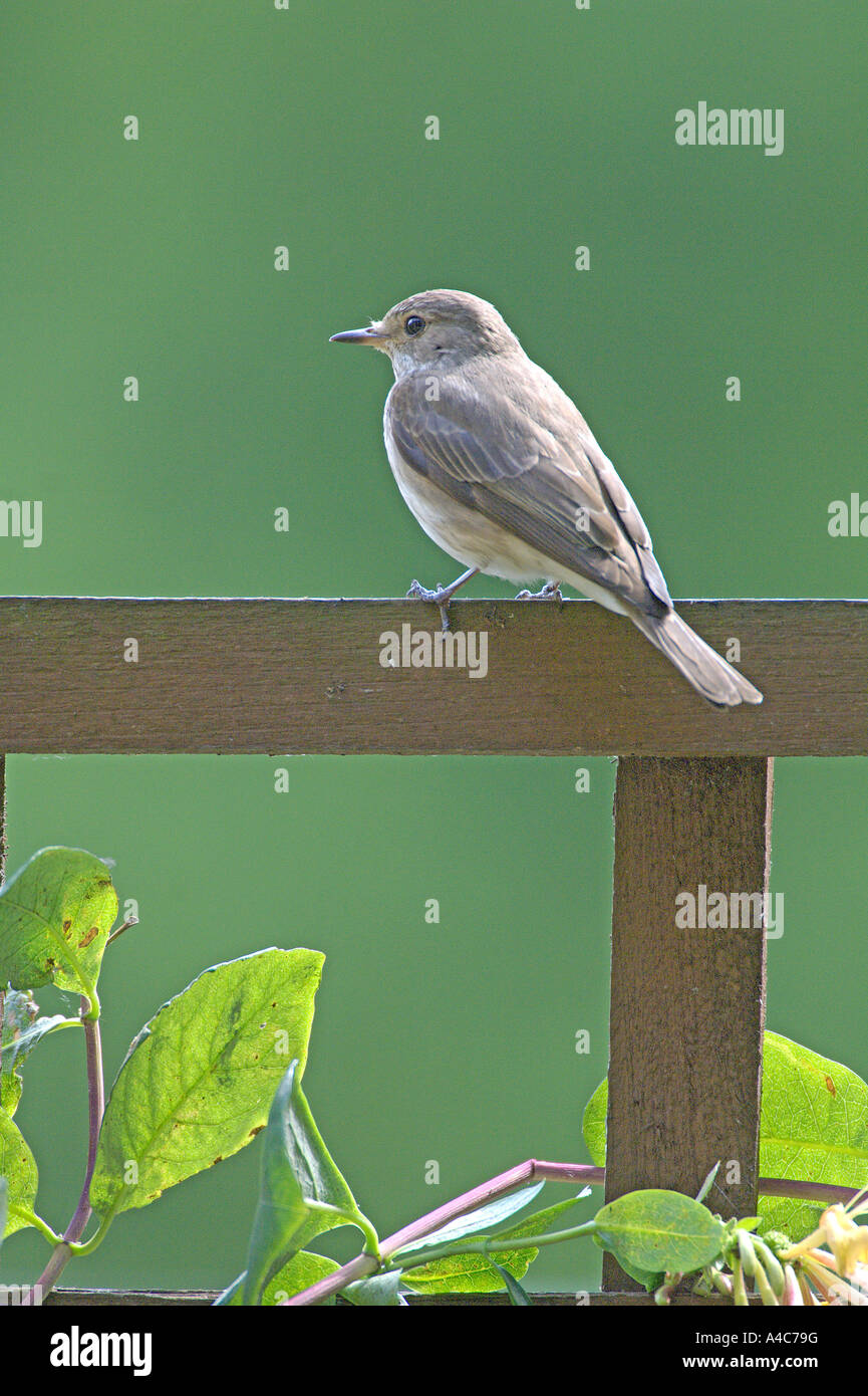 Spotted Flycatcher (Muscicapa striata) perched on garden trellis. Stock Photo