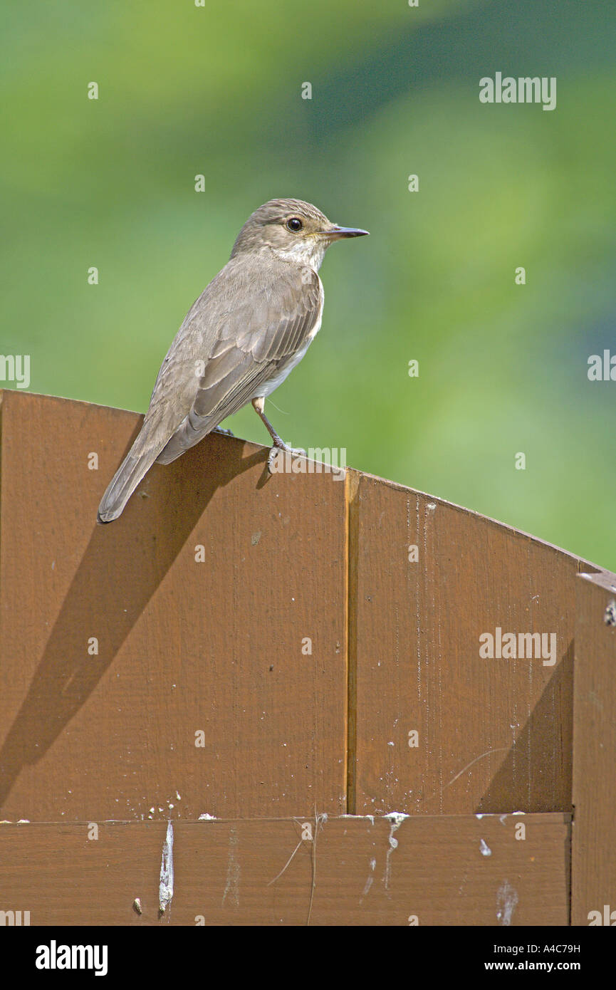 Spotted flycatcher (Muscicapa striata) perched on garden gate. UK July Stock Photo