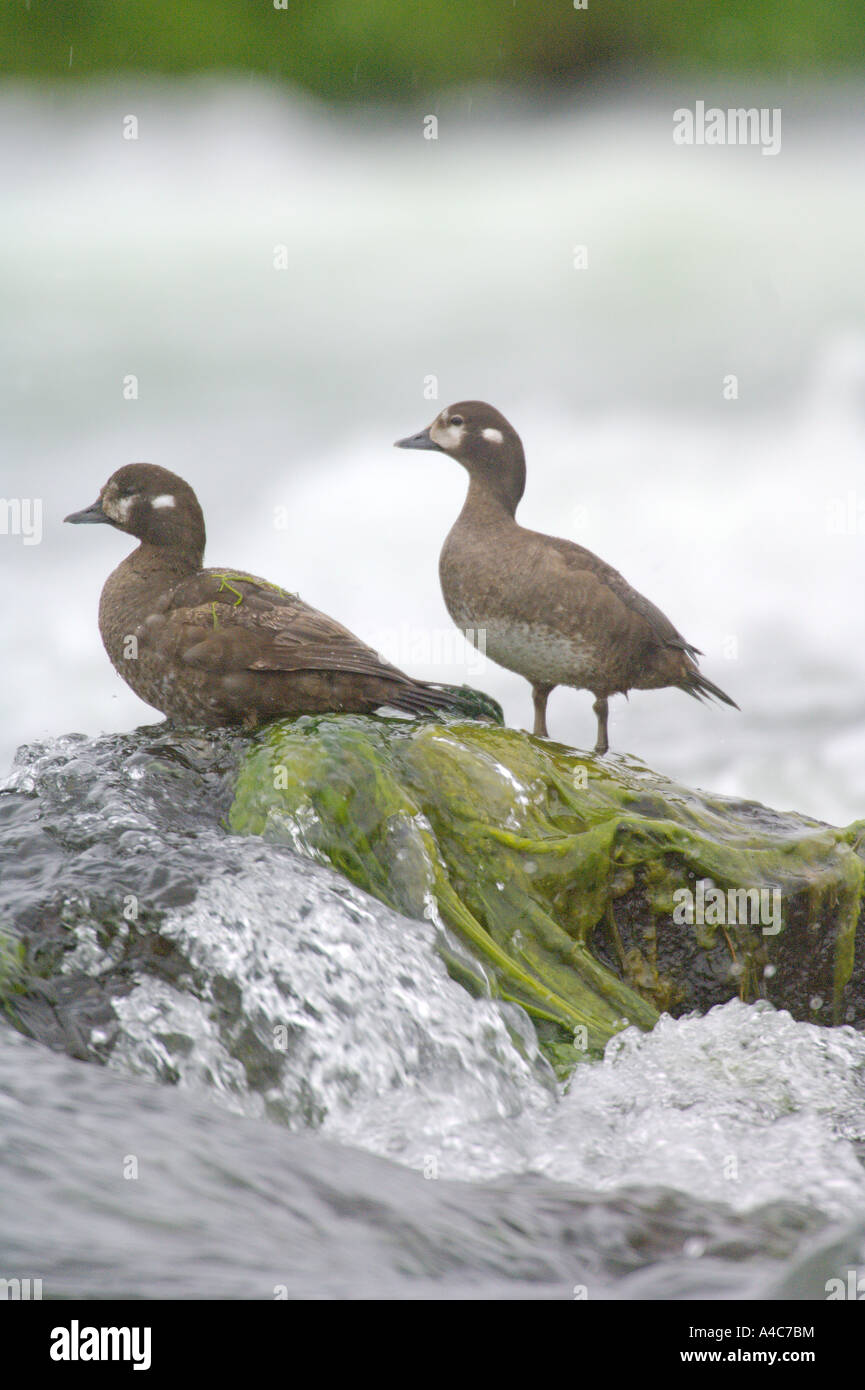 Harlequin Duck (Histrionicus histrionicus), pair standing on a rock in surf, non breeding plumage. Stock Photo
