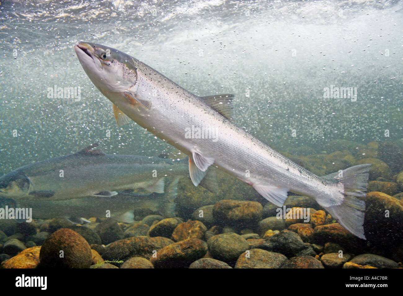 Salmon fish hi-res stock photography and images - Alamy