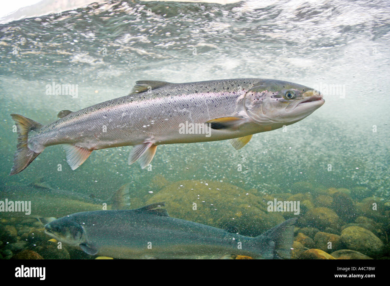 Атлантический лосось гмо. Радужная форель ферма. Дикая рыба или выращенная. Жировой плавник у лосося. Аляскинский лосось.