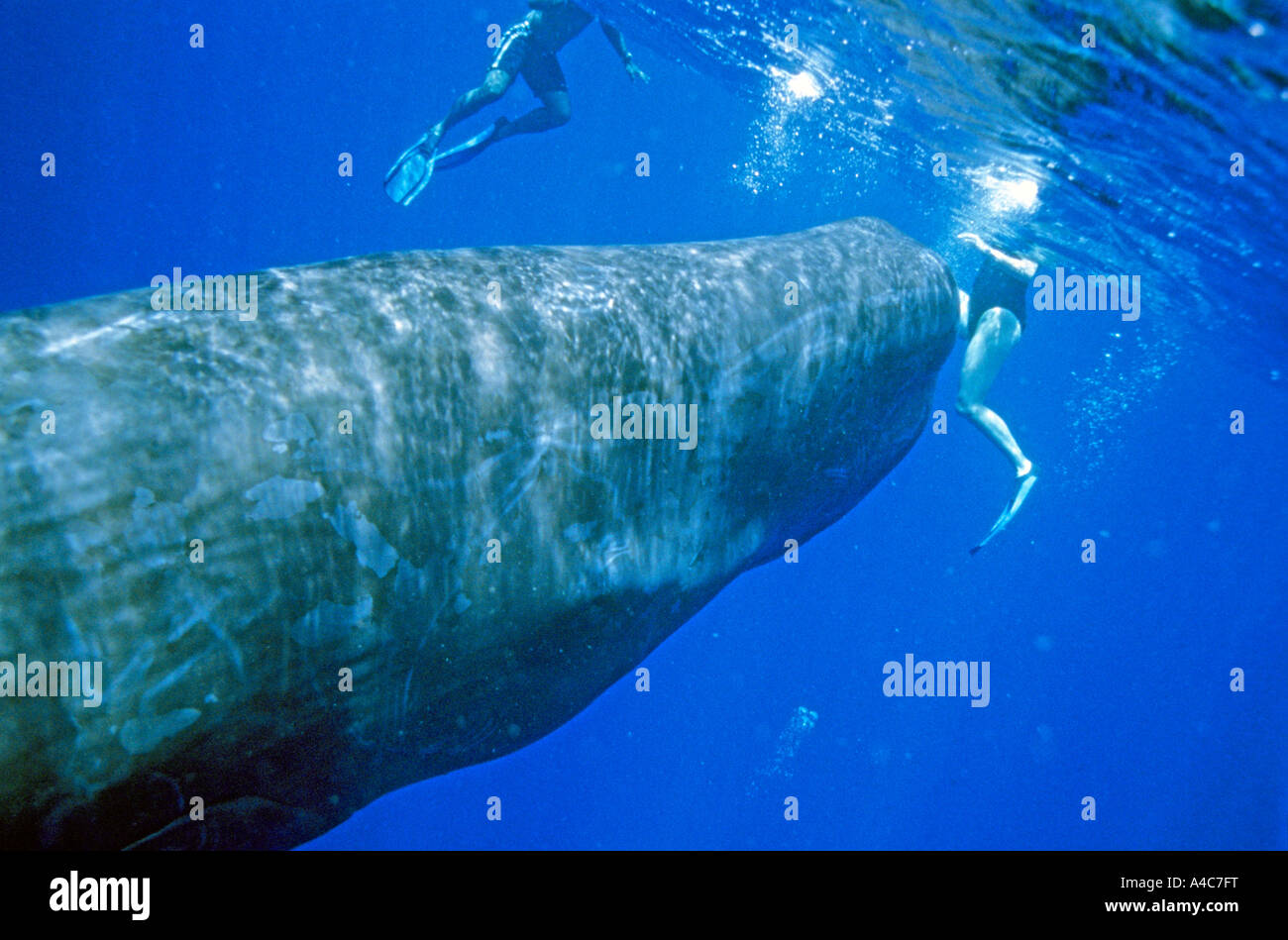 Sperm Whale (Physeter macrocephalus, Physeter catodon), young male with two swimmers in clear water Stock Photo