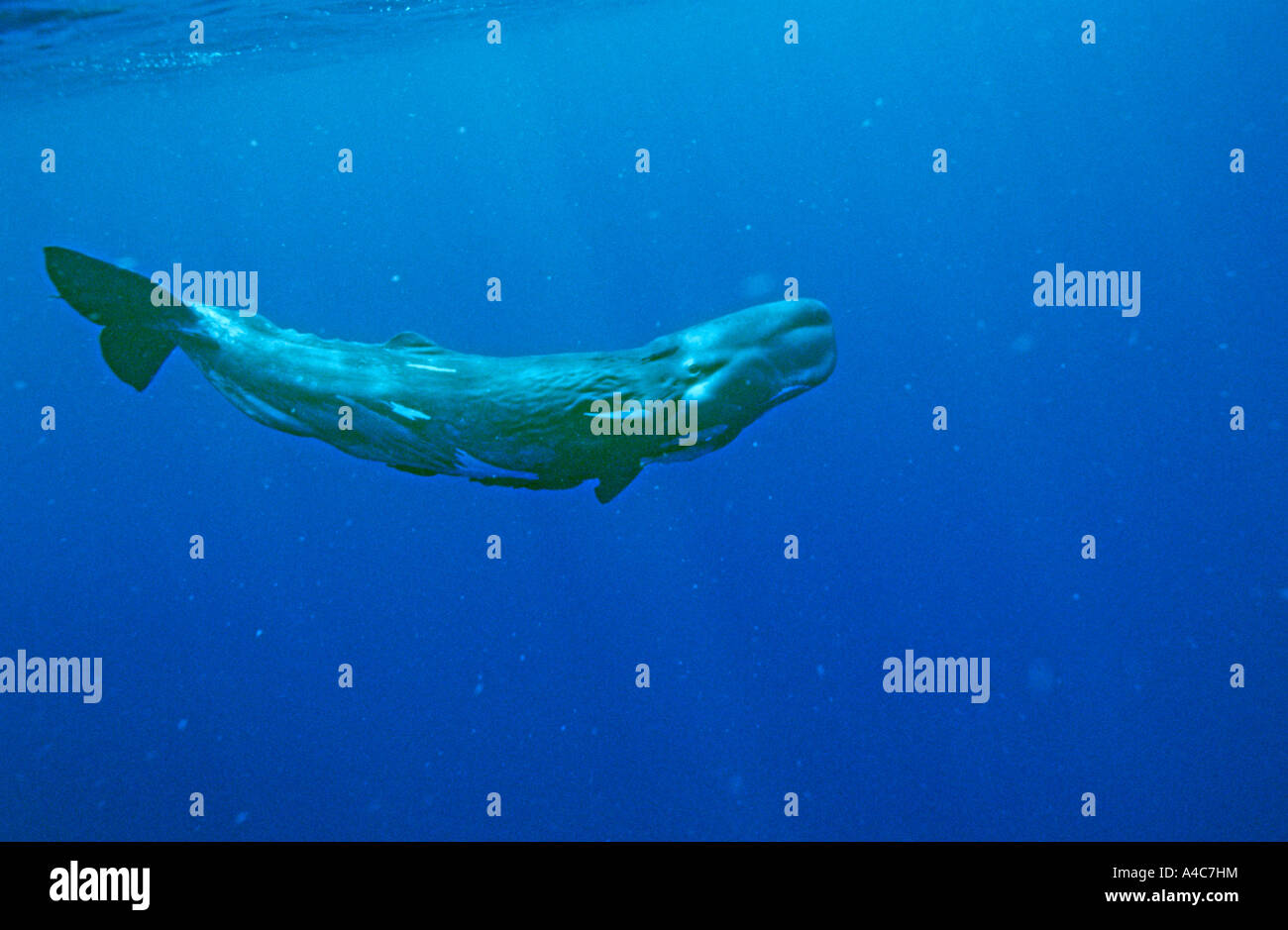 Sperm Whale (Physeter macrocephalus, Physeter catodon), young Stock Photo