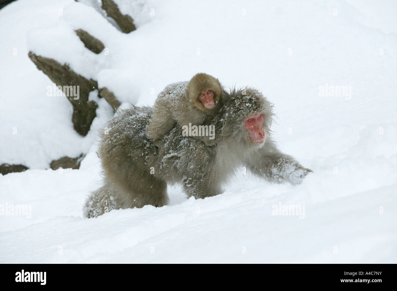 Japanese Macaque, Snow monkey (Macaca fuscata), mother with young on its back on snow Stock Photo
