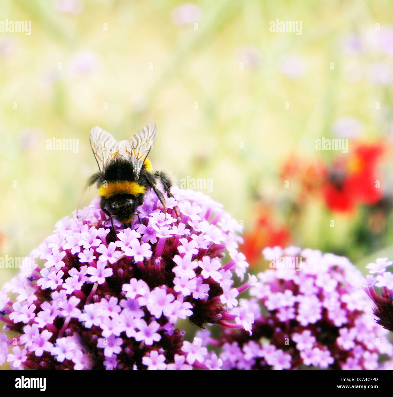 Bumble bee pollen hi-res stock photography and images - Alamy