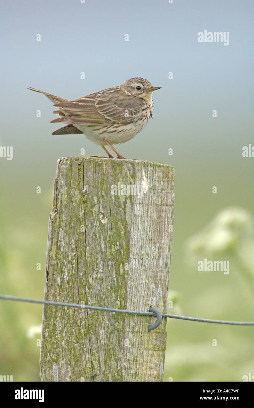 Meadow pipit (Anthus pratensis) sitting on post. Scotland, June Stock Photo