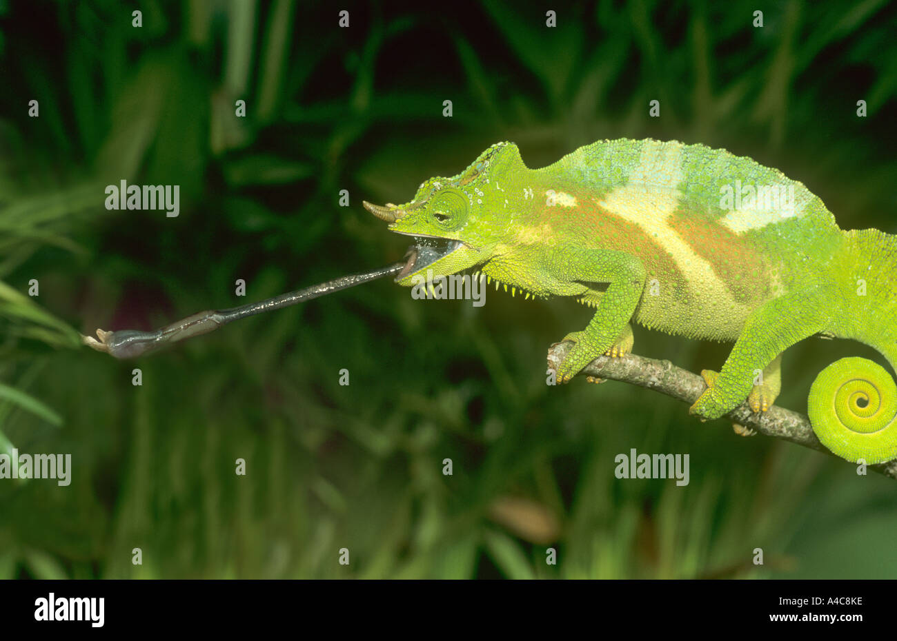 Chameleon Stock Photo