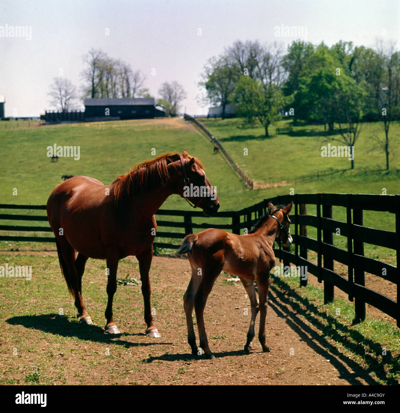 Thoroughbred racing horses are produced on horse farms in the Blue Grass region of Kentucky Stock Photo