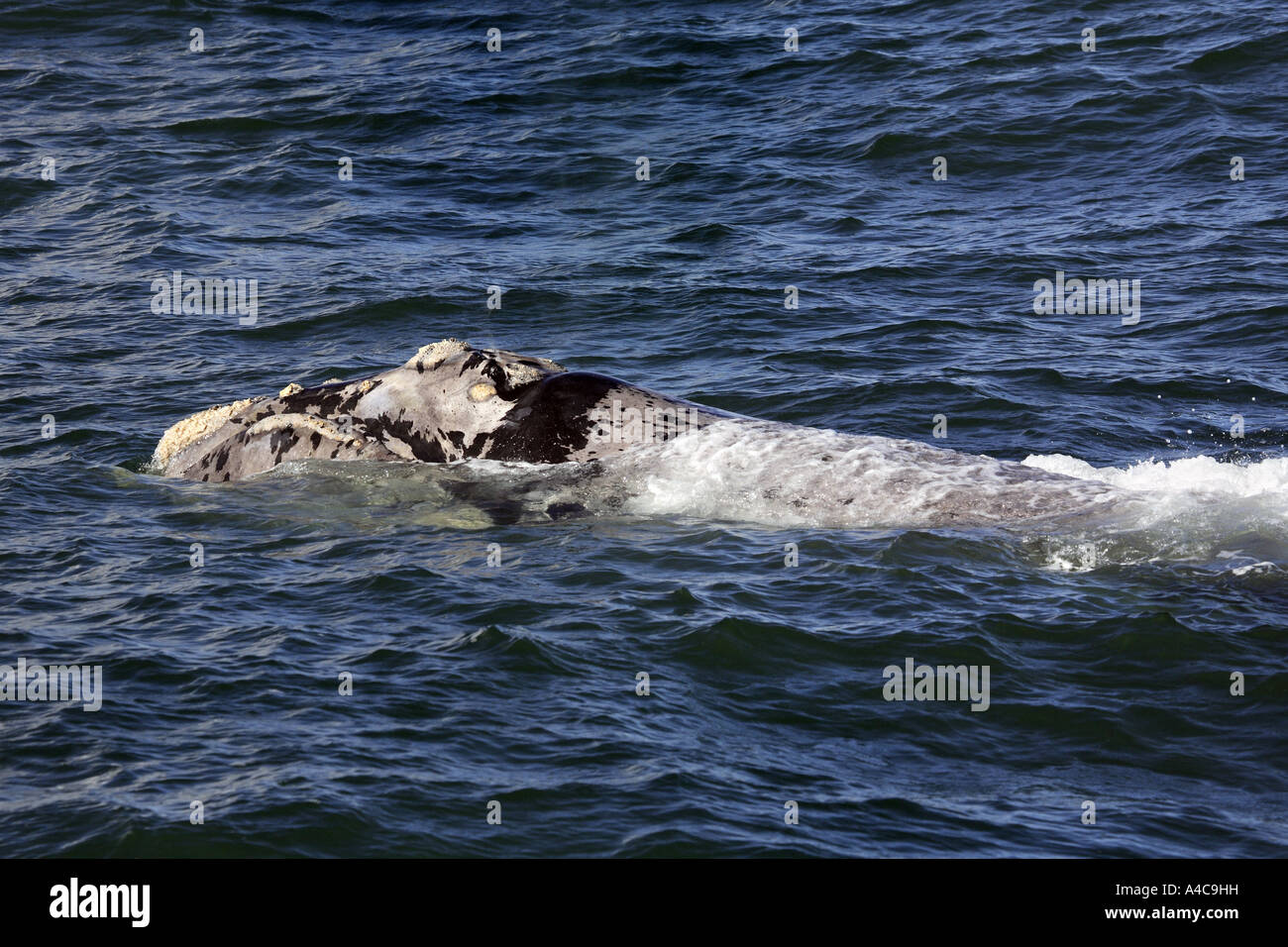 Albino profile view hi-res stock photography and images - Alamy