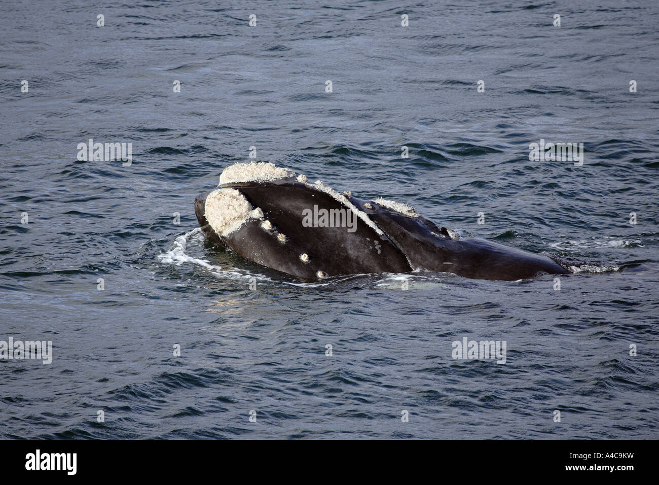 southern right whale Stock Photo - Alamy