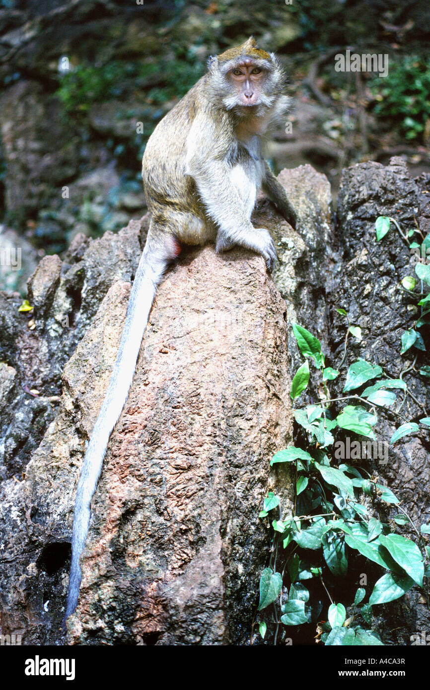 thai monkeys, krabi, thailand Stock Photo