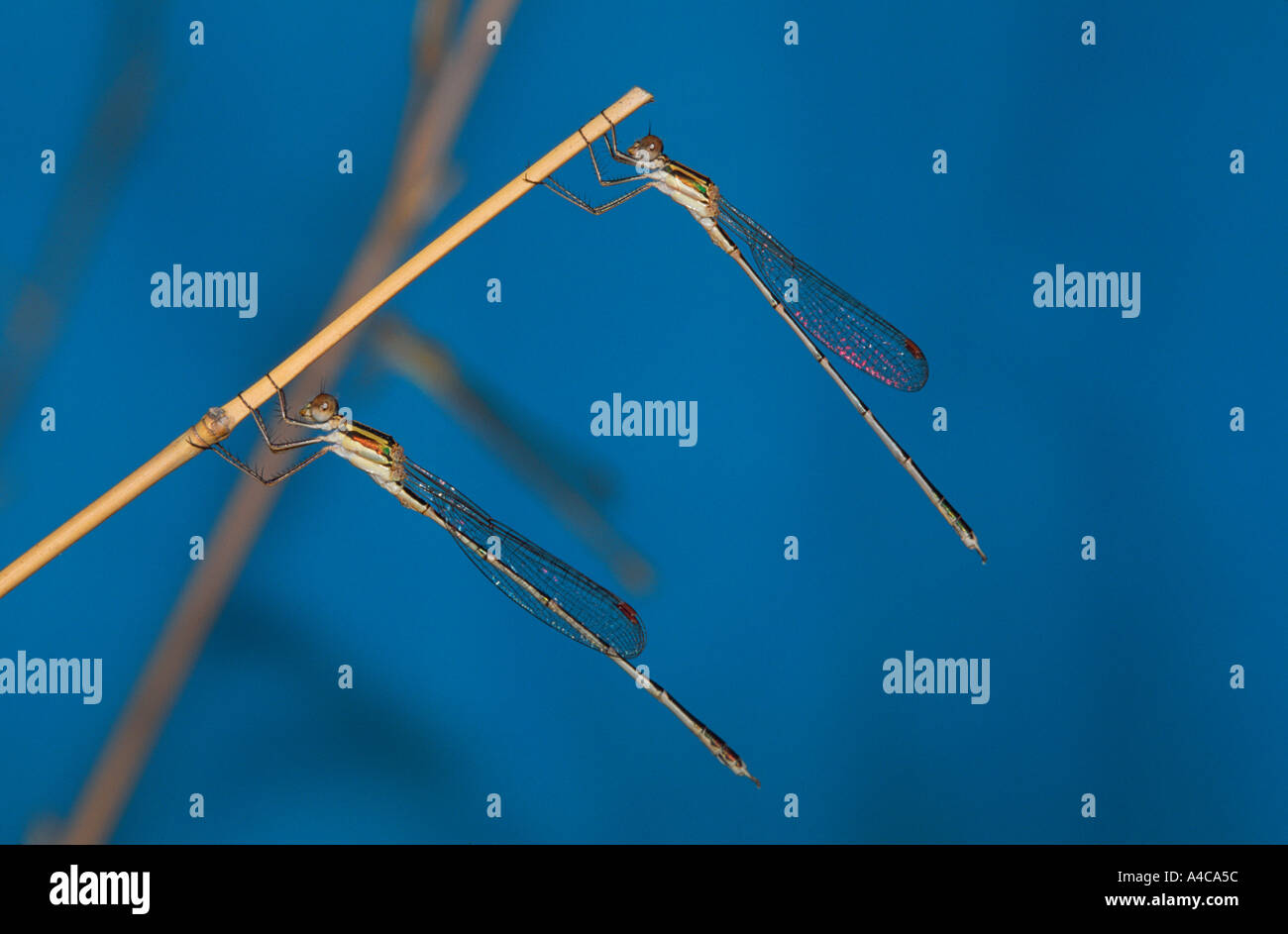 Damselflies resting on bamboo Stock Photo - Alamy