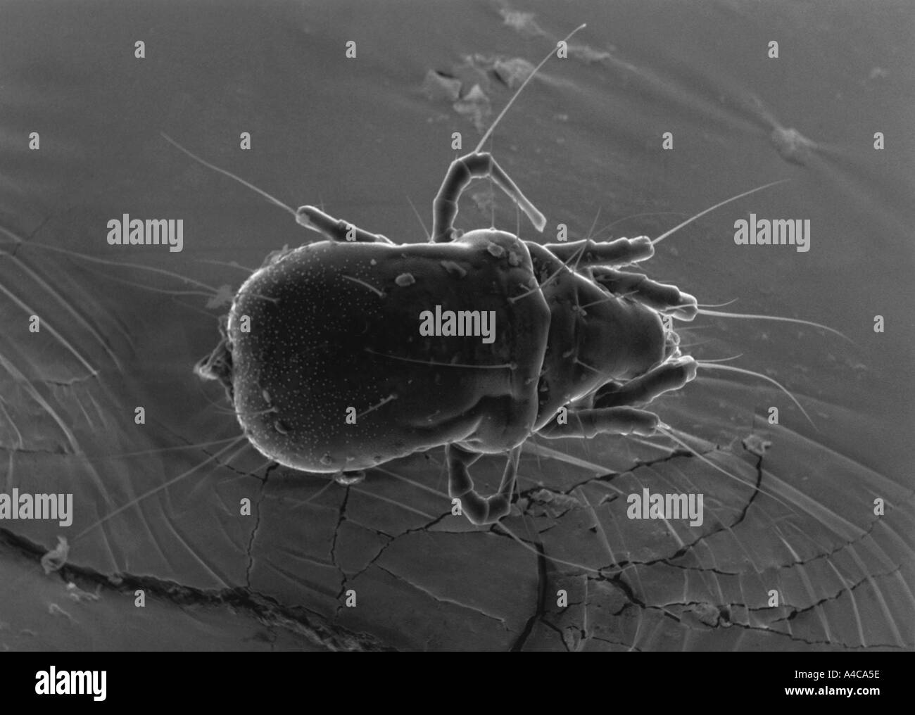 Scanning electron microscope image of mite Stock Photo