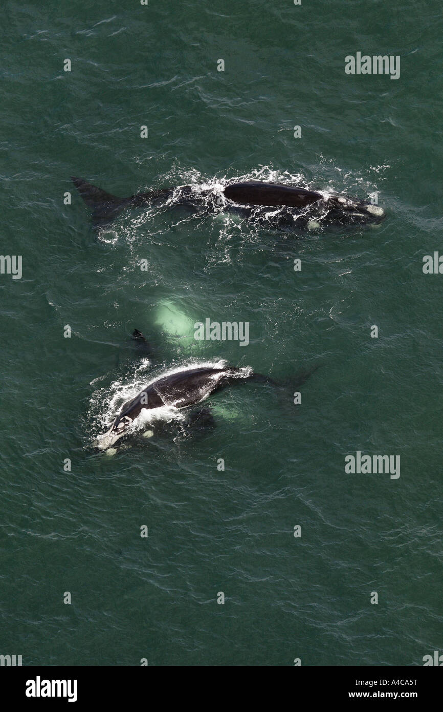 Mating whales hi-res stock photography and images - Alamy