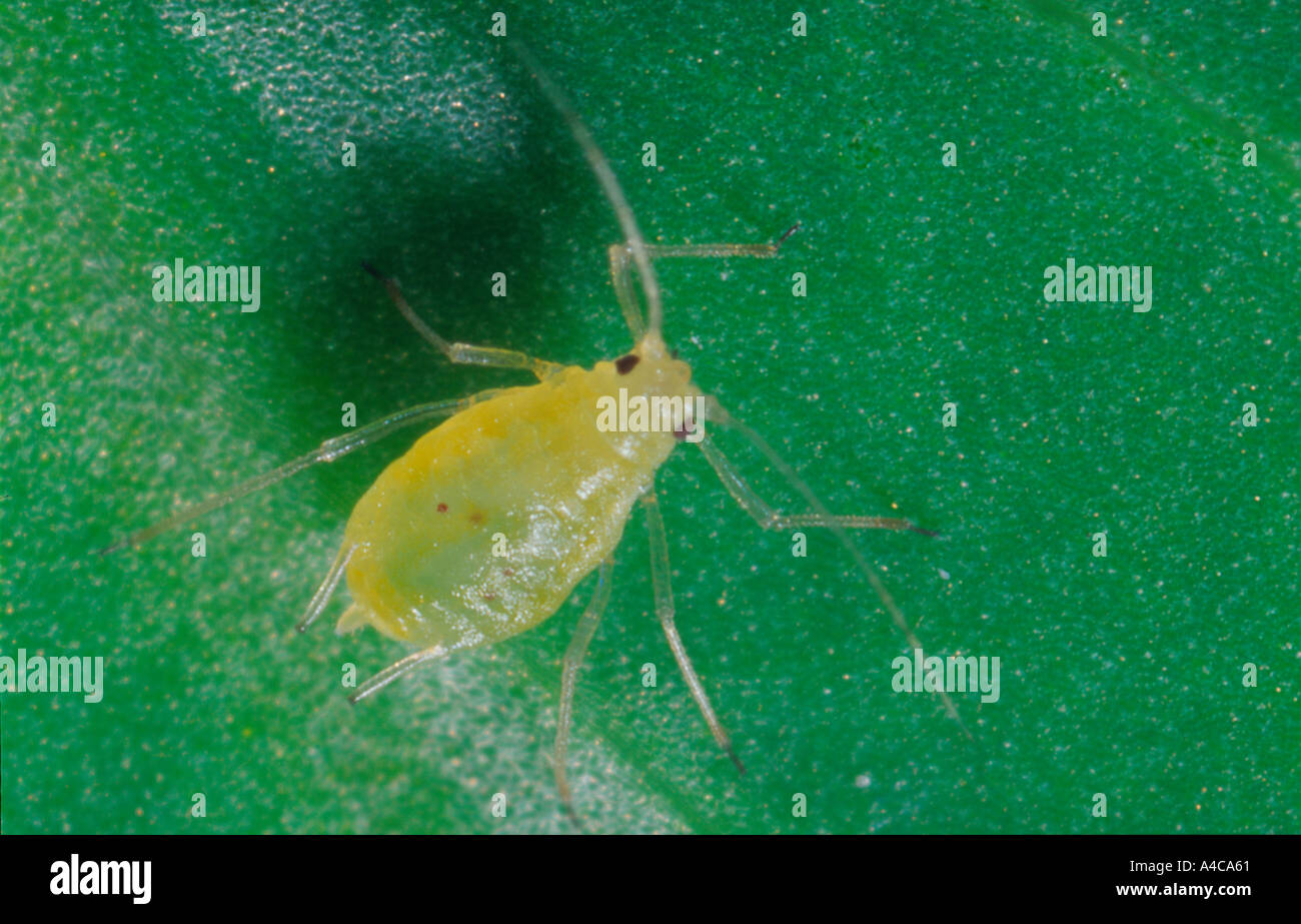 Green peach aphid closeup Stock Photo Alamy