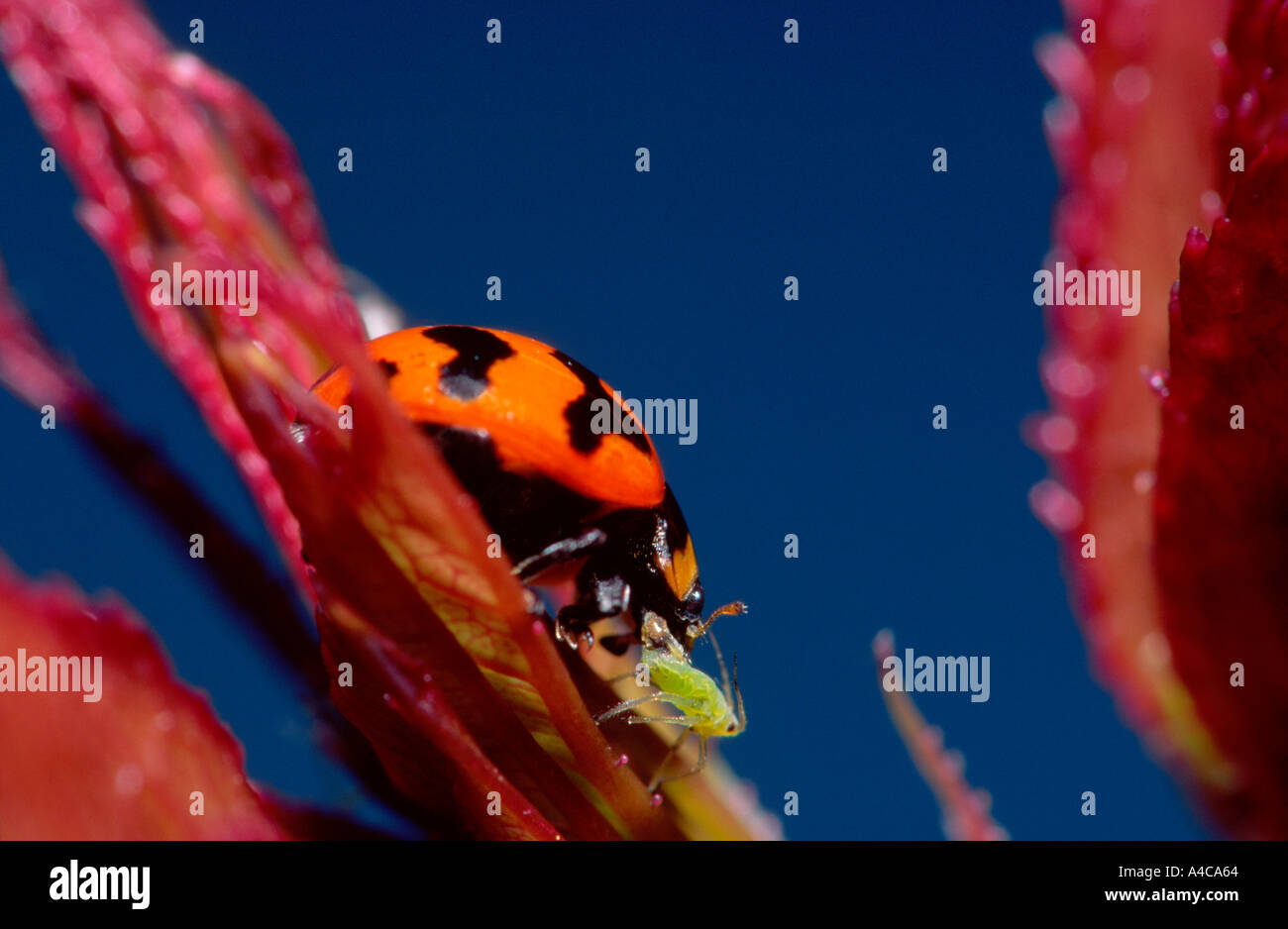 Ladybird beetle attacking an aphid Stock Photo