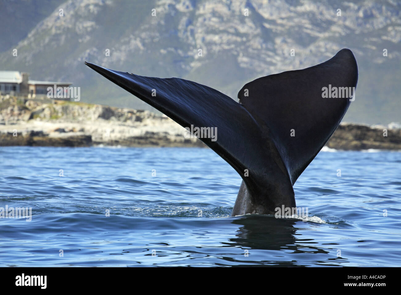 tail of a southern right whale South Africa Stock Photo - Alamy