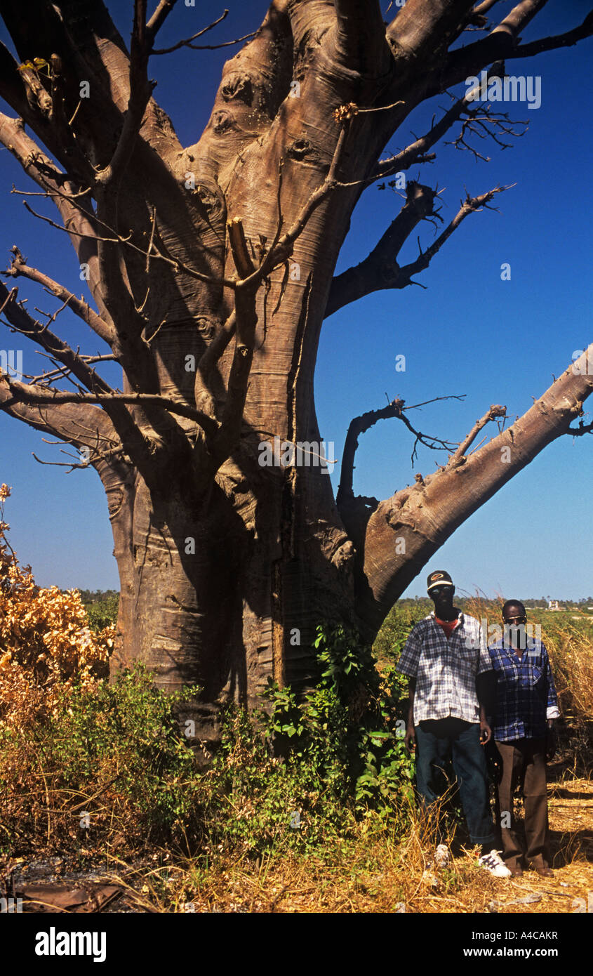 Baobab tree Banjul Fajara road The Gambia Africa Stock Photo