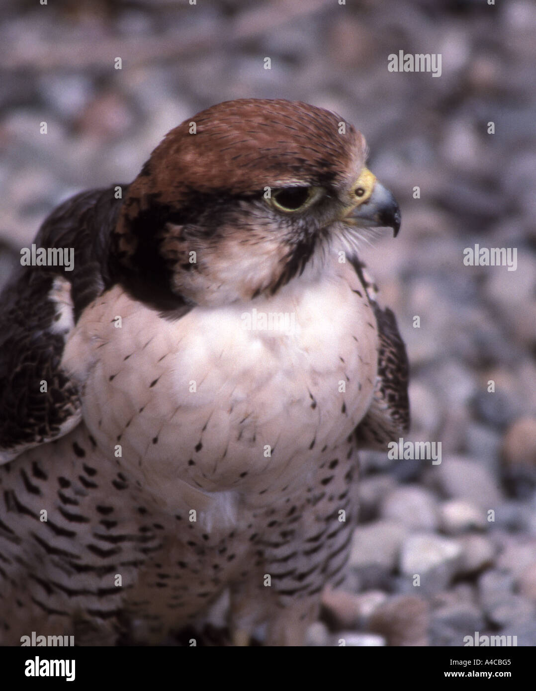 Peregrine Falcon, Falco Peregrinus Stock Photo