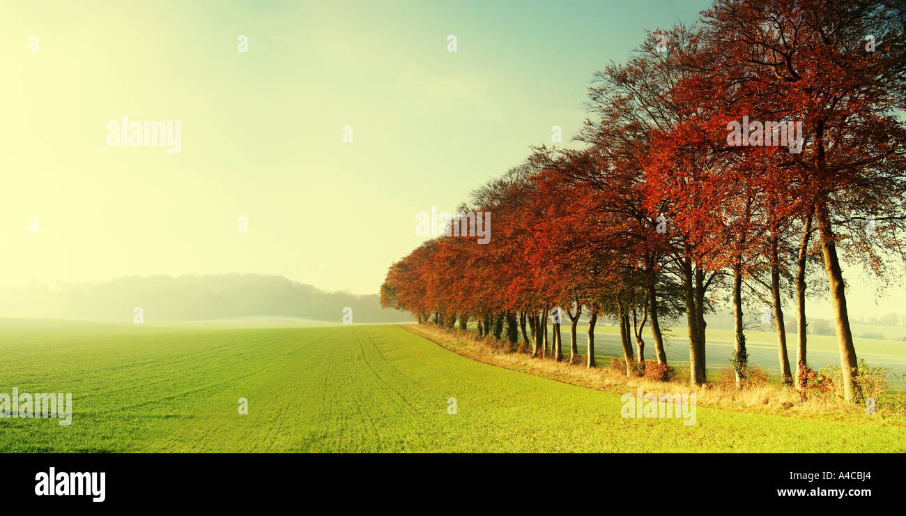 red trees Stock Photo