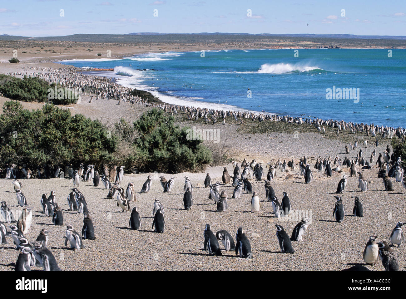 Argentina Punta Tombo Magellanic penguins Spheniscus magellanicus Stock ...