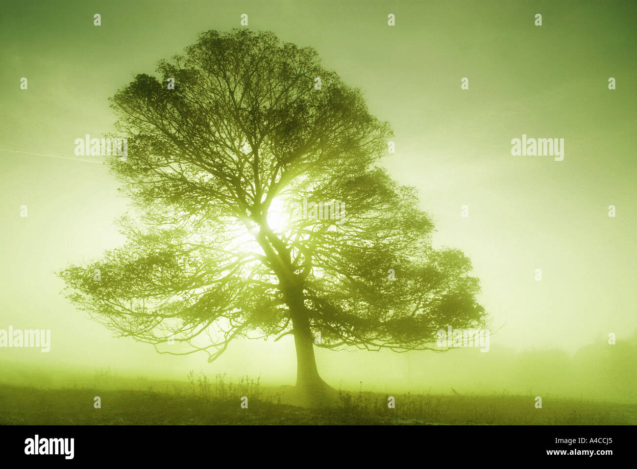 Sunlight fog hi-res stock photography and images - Alamy