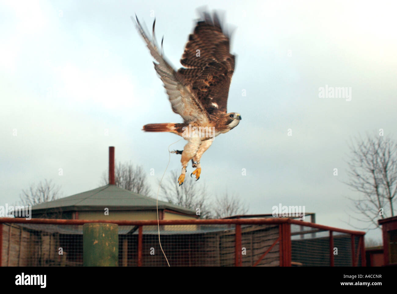 An American Red Tailed Hawk In Flight.(Buteo jamaicensis Stock Photo ...
