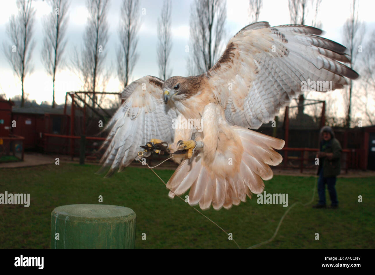 American red tailed hawk landing hires stock photography and images