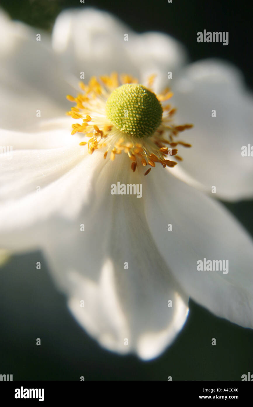 white flower Stock Photo