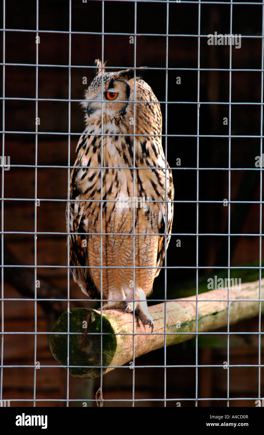 Captive Bengal Eagle Owl ,Behind Bars In Its Enclosure.(Bubo bubo). Stock Photo