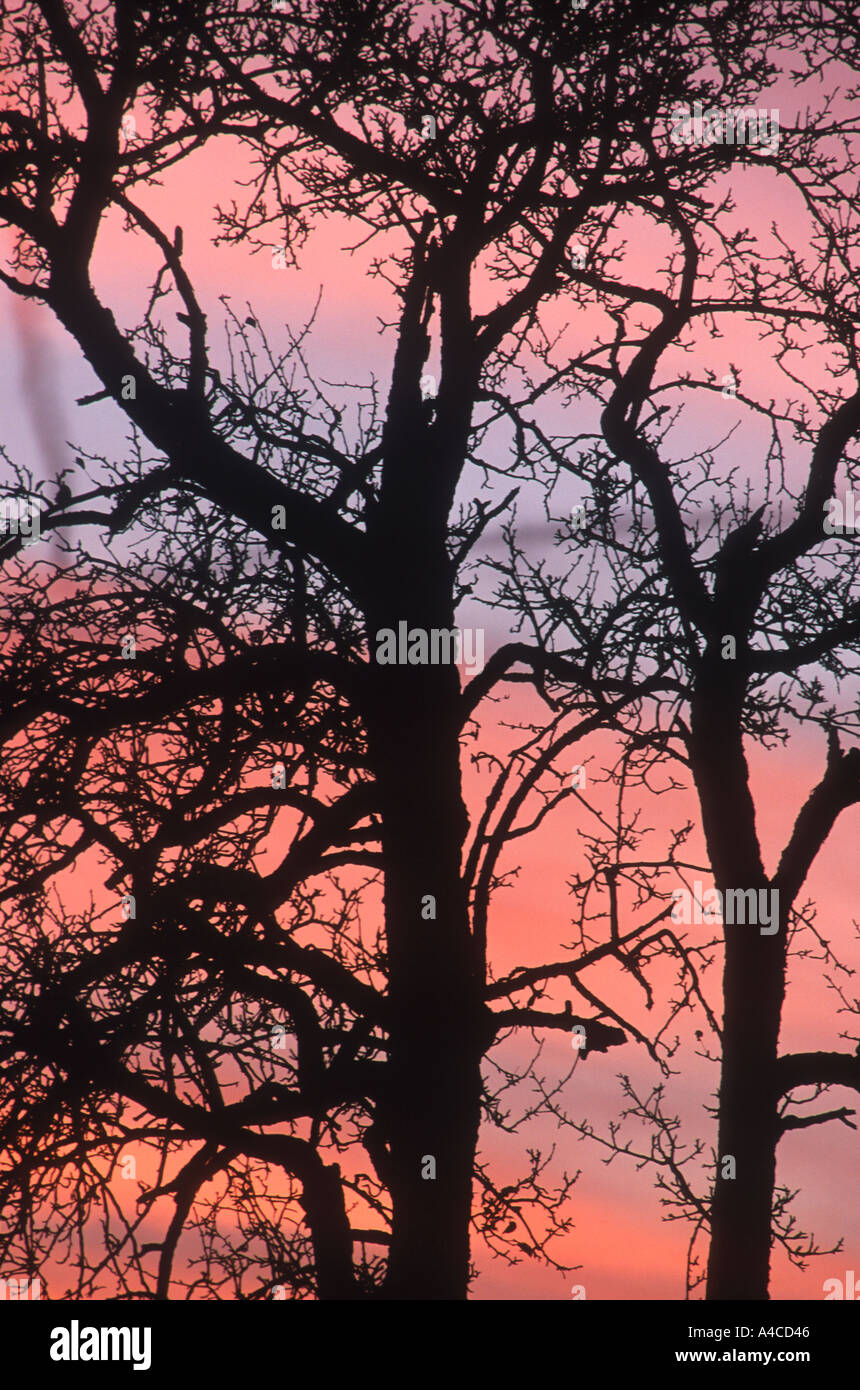 Autumn sunset tree silhouettes hi-res stock photography and images - Alamy