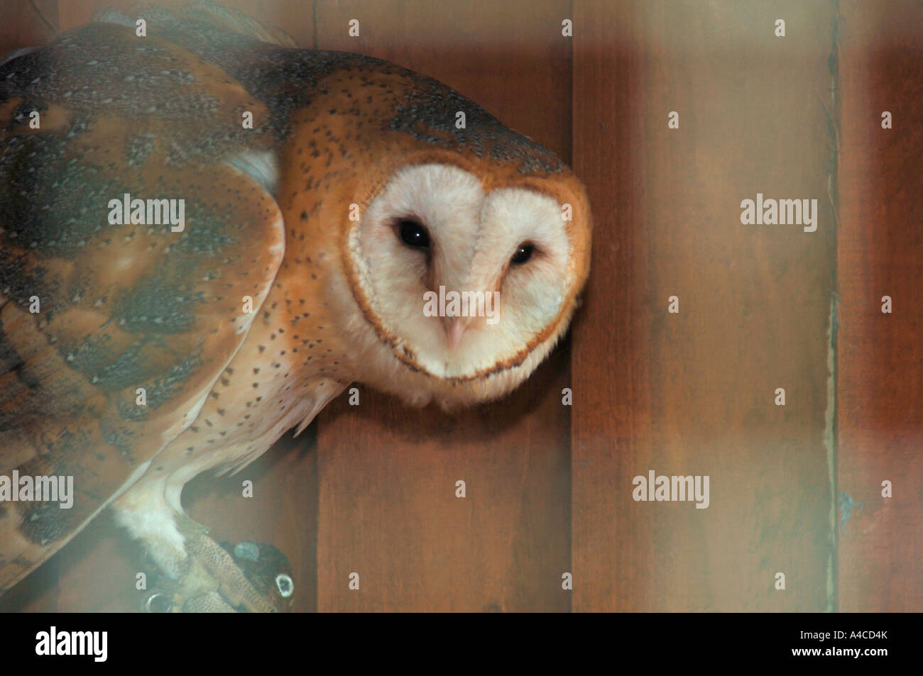 North American Barn Owl Stock Photos North American Barn Owl