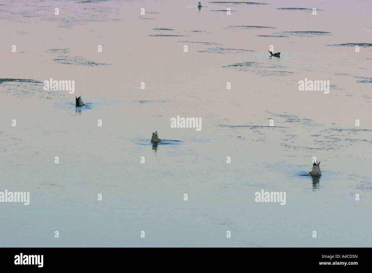 waterfowl, national elk refuge, wyoming Stock Photo