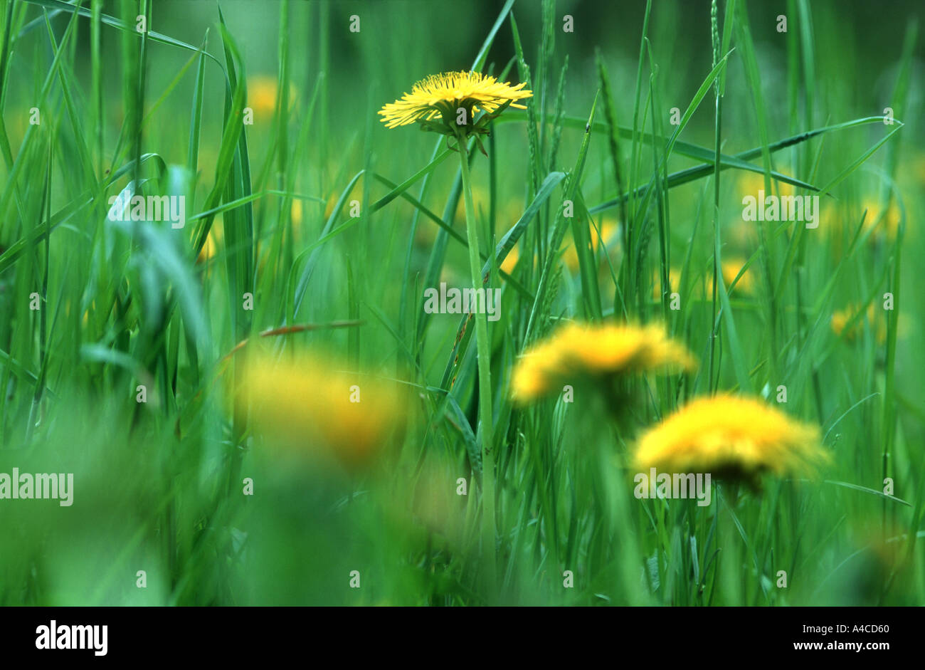 Meadow with Dandelions (Taraxacum officinale) Bodanrueck near Mindelsee Lake Constance (Bodensee) Stock Photo