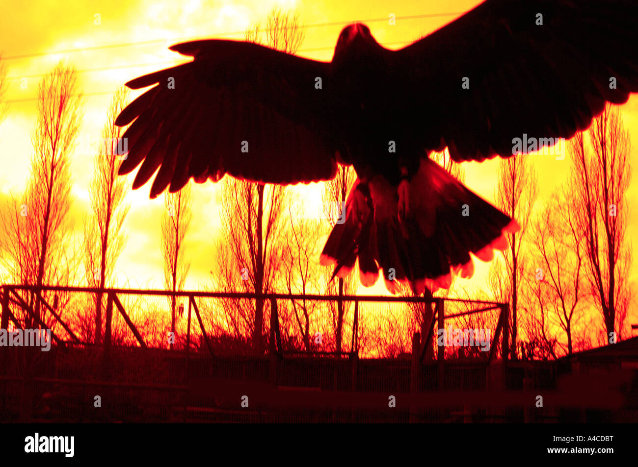 A Harris Hawk (Parabuteo unicinctus) In Flight At A Falconary Center, In Staffordshire UK. Stock Photo