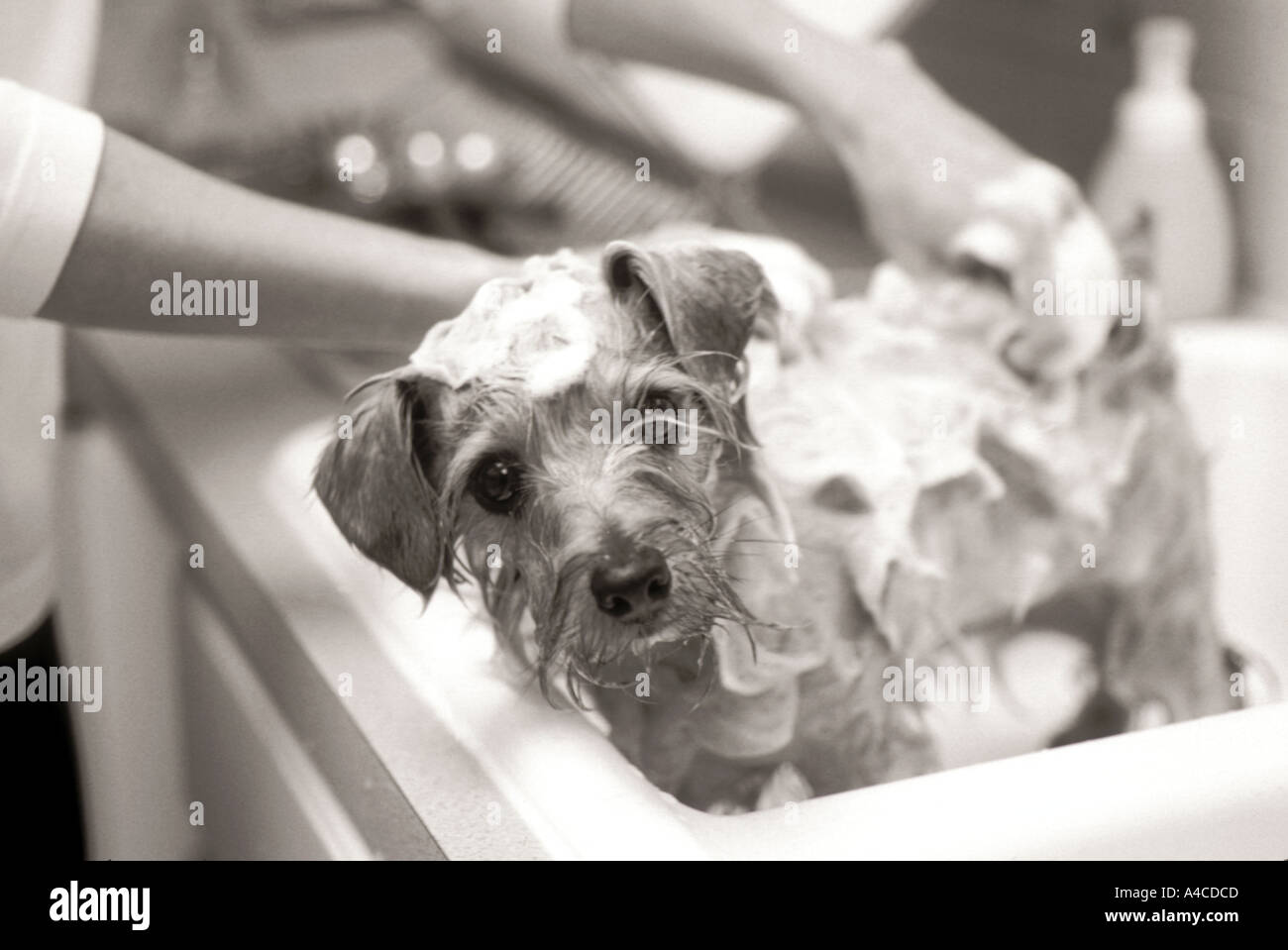 Norfolk terrier dog being given a bath in the kitchen sink Stock Photo