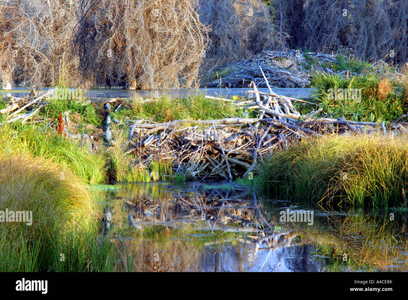 beaver dam and lodge, grand teton national park Stock Photo