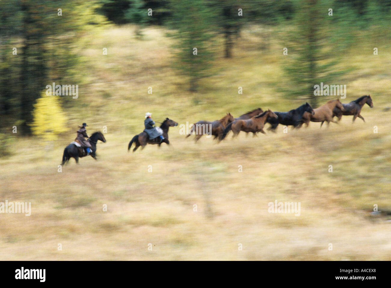 Horse round up Stock Photo - Alamy